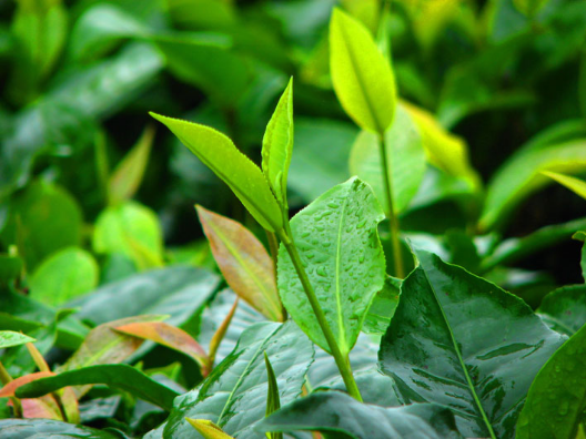 一至二月茶园培管