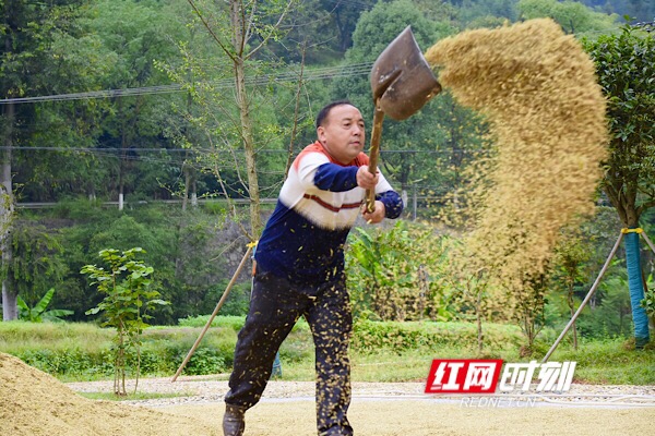 在东风村村部，村民把刚收回的稻子四下摊开，在空中挥舞出一道金黄的巨型稻穗。