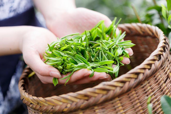 四月茶园培管