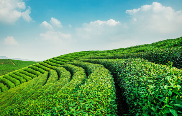 七月茶园培管