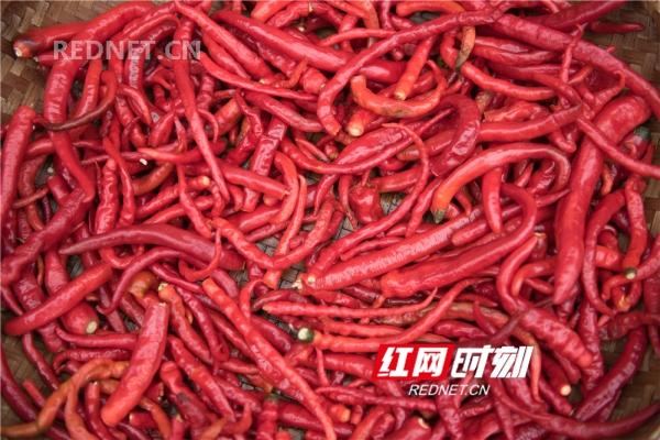 由于土壤与气候适宜，新圩一带家家户户腌制剁辣椒储存的传统已有几百年。