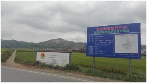 溆浦大力推进高档优质稻基地建设