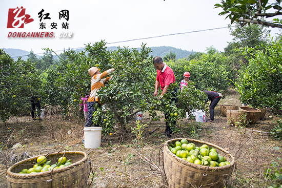 白沙村是东安有名的柑桔大村，种植柑桔已有25年之久，全村90%的村民都种植了柑桔。