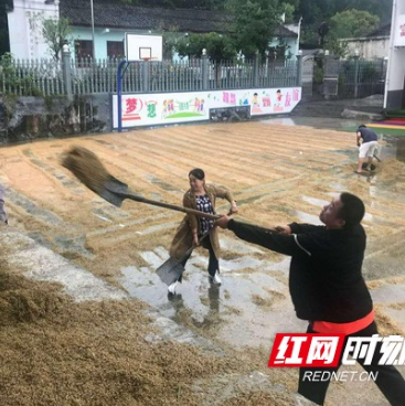 古丈：县环保局驻村工作队冒雨帮群众收谷子2000多斤