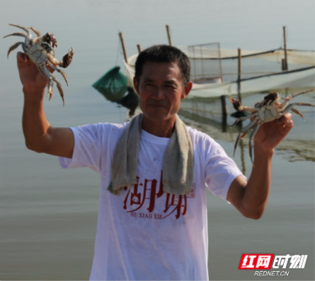 【大地颂歌】一只螃蟹重半斤 益阳大通湖洒下2018丰收第一网