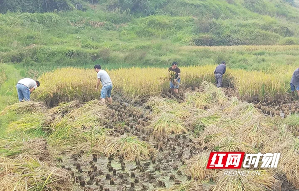 走心 新邵县文物局帮五保户抢收晚稻