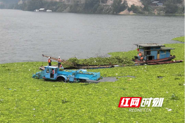 洪江市黔城镇水面漂浮物清理工作成效显著