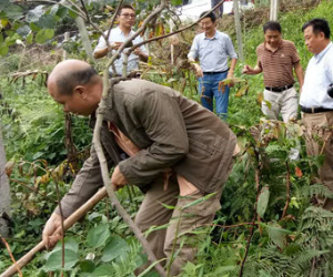 新化县林下种植多花黄精每亩收入5万多元