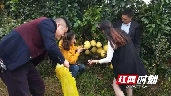 邵东县：退伍老兵历经九年将荒山变“金山”