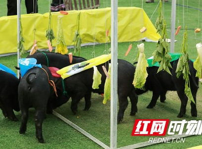 湘西黑猪产业扶贫“芙蓉黑”认购仪式在永顺举行