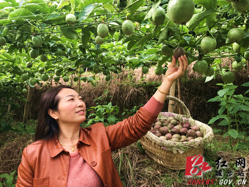 城步：百香果成为甘溪村脱贫增收“金钥匙”