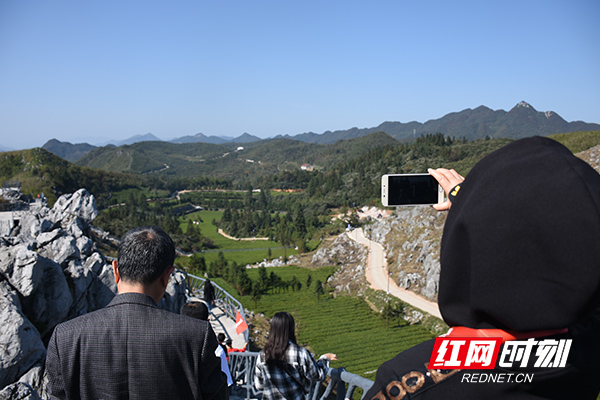 游客们用手机拍下茶园风景。.jpg