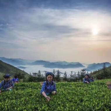 第四届湖南•安化黑茶文化节启幕 茶旅一体化助脱贫