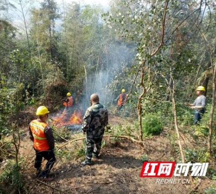 桃江县打响松材线虫病歼灭战