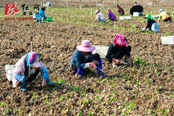 11月4日，道县濂溪大洞蔬菜基地，农户正在移栽蔬菜。当下，该县天气持续晴好，农户抓紧时节抢种农作物，田间一派繁忙景象。