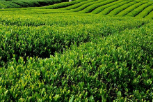 茶行业“华表奖”颁奖 湖南茶业集团获多项殊荣