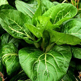 "一花多用" 我省油菜多功能开发提高农民收入