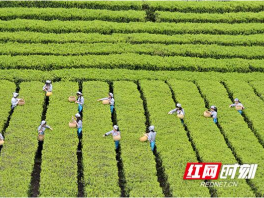 飘香世界 品牌腾飞 第四届安化黑茶文化节硕果累累