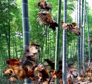 洪江区特产将登陆央视黄金时段