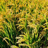 AI变身农业“医生” 问诊作物病虫害