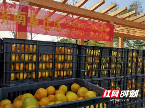 章丘爱心企业跨越千里助泸溪40万斤椪柑走出大山
