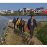 视频|新邵：草莓成熟引客来