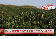 视频|武冈：10万亩“无病毒脐橙”丰收进入盛产期
