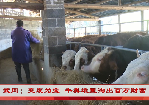 视频|武冈：变废为宝 牛粪堆里淘出百万财富