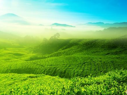 2018湖南茶业科技创新论坛在长沙召开