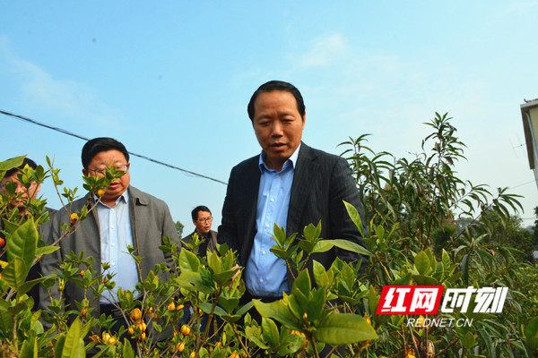 段贵建在冷水滩零东圩村黄栀子种植基地指导工作。.jpg