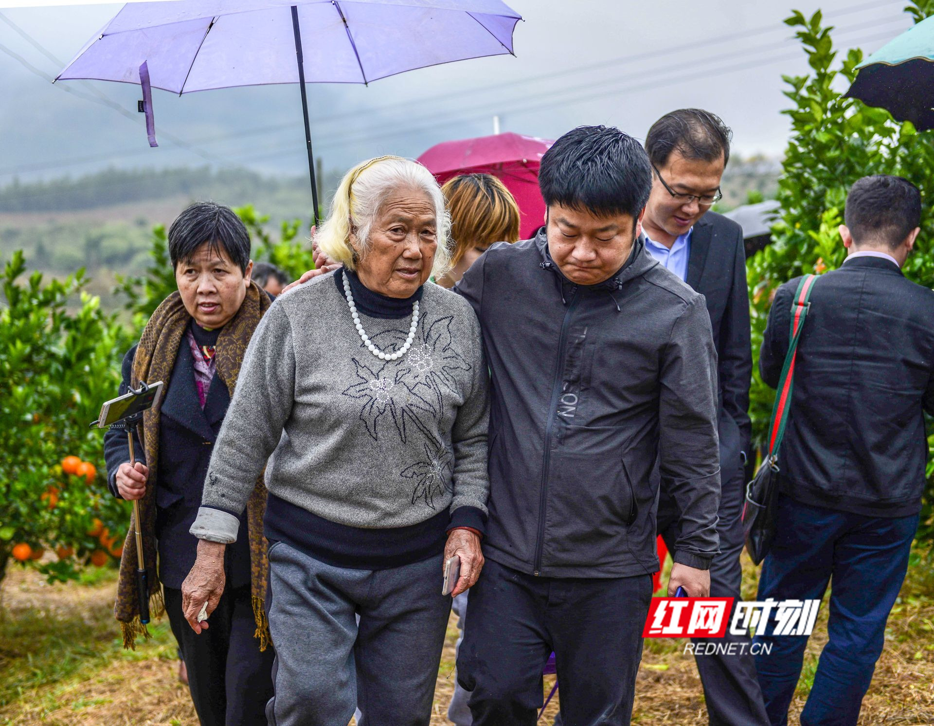 道县80岁老太给果树放音乐种出了五星级橙子