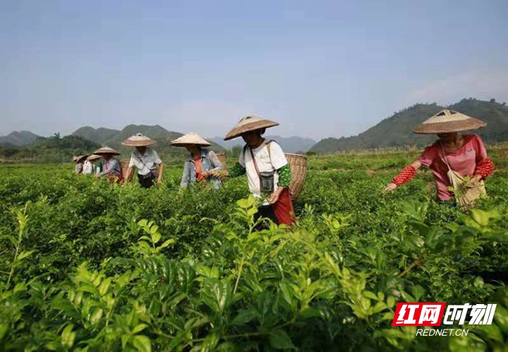 永定区安坪村：初见逐渐成效 致富之花绽放永定