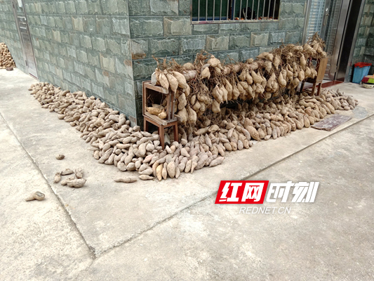 新田：“红薯片”促脱贫致富