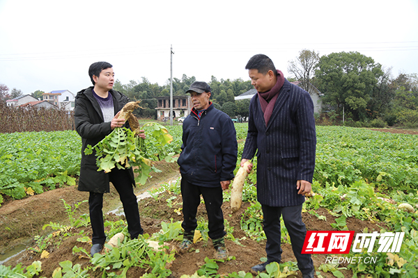 珠晖区委书记找销路,扶贫队长来代言 8万斤萝卜销售有了着落