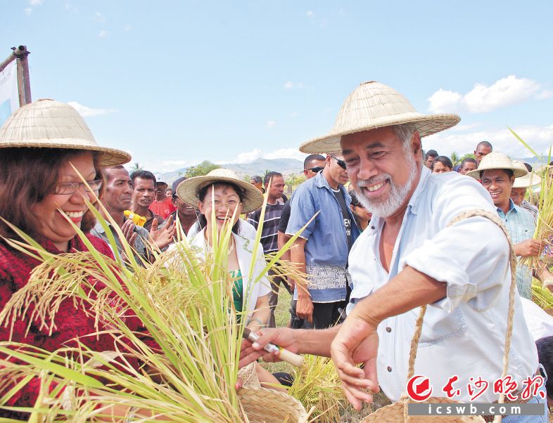 　　↑隆平高科选育的种子在世界各国开花、结果。图为东帝汶前总理古斯芒参加杂交水稻收割仪式。               杨剑供图