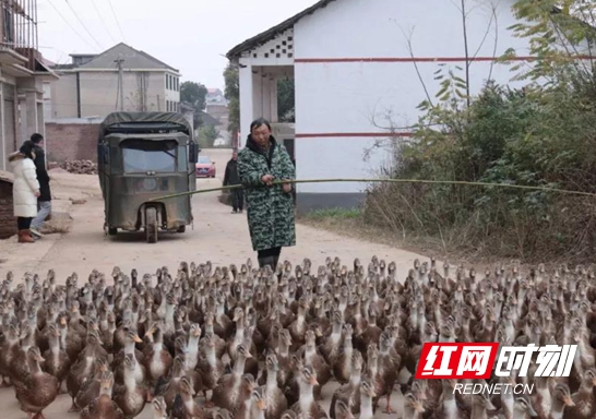 不向命运低头 邵东这位“鸭司令”的致富经惠及乡邻