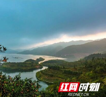 益阳高校爱心购桔 解库区桔农燃眉之急
