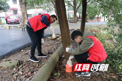 湖南科技学院志愿者为树木穿“冬衣