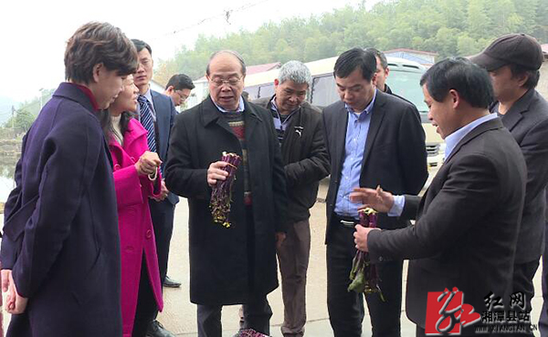 澳门客商来县考察,洽谈农业开发项目_时政_湘潭县新闻网