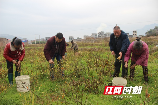 "12月24日,在绥宁县李熙桥镇石阶田村野山椒种植基地,65岁的莫转容