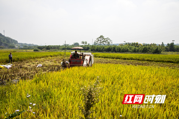 优质稻喜获丰收。资料图.jpg