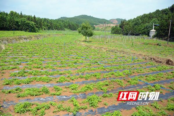 荷叶塘村百步种植基地。资料图.jpg