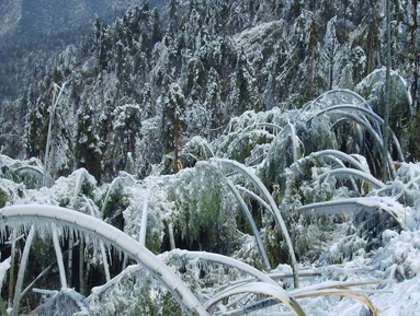 湘西州林业局紧急部署低温雨雪冰冻天气林业防灾减灾工作