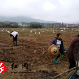 冷水滩区杨村甸乡：小土豆成“致富豆”