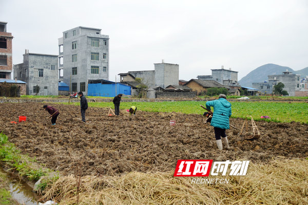江华:荸荠丰收瑶胞乐