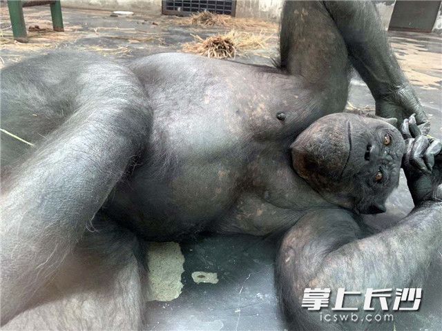 黑猩猩躺在地上享受着地暖，惬意地翘着二郎腿。