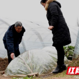 南县又东村：大棚种植让蔬菜安稳过冬