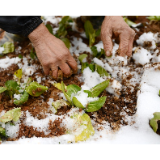 【防冰抗冻】冰雪低温天气造成湘潭8万多亩蔬菜受灾