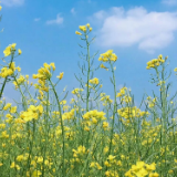 油菜研究获重大突破 新增直接经济效益20亿元