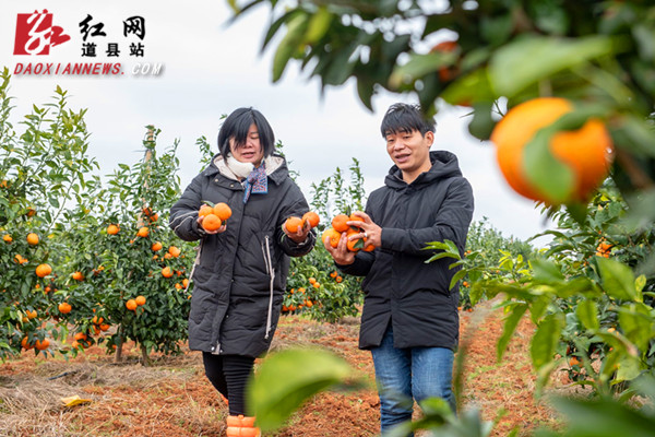 道县：沃柑丰收季 果农笑开颜